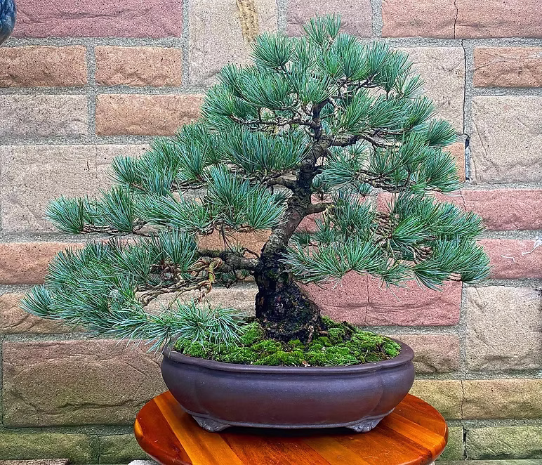 Bonsai cared for by Reminiscent Herb Farm & Nursery