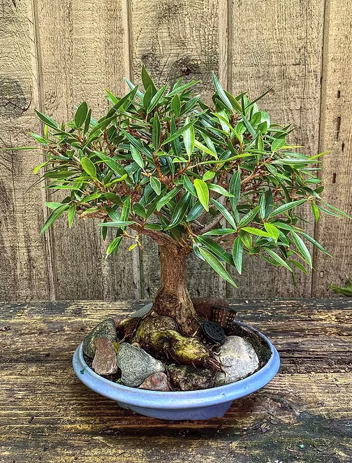 Tropical bonsai from Reminiscent Herb Farm & Nursery