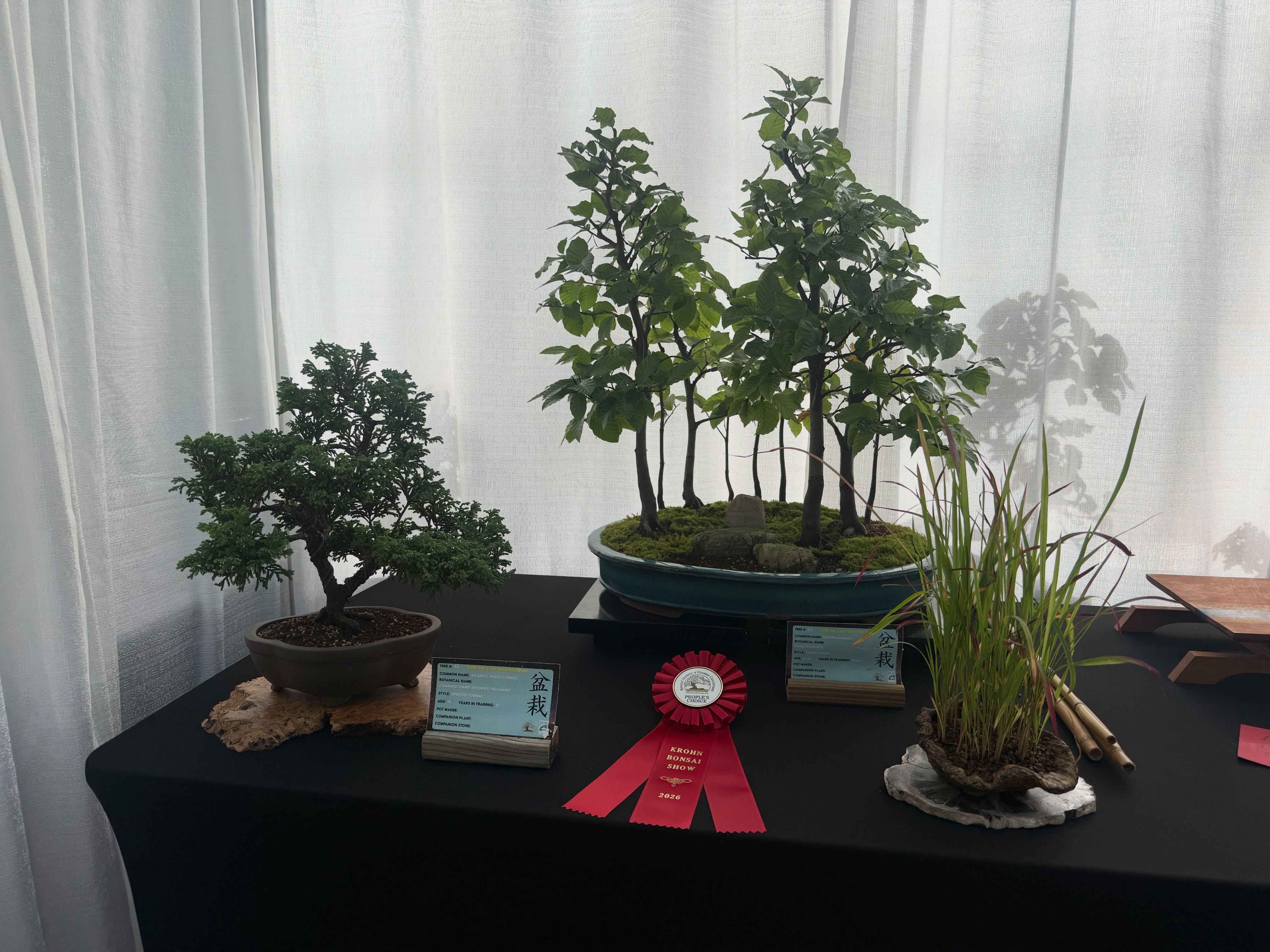 Dick's European beech grove, center, won the People's Choice Award at the 2026 Cincinnati Bonsai Show.