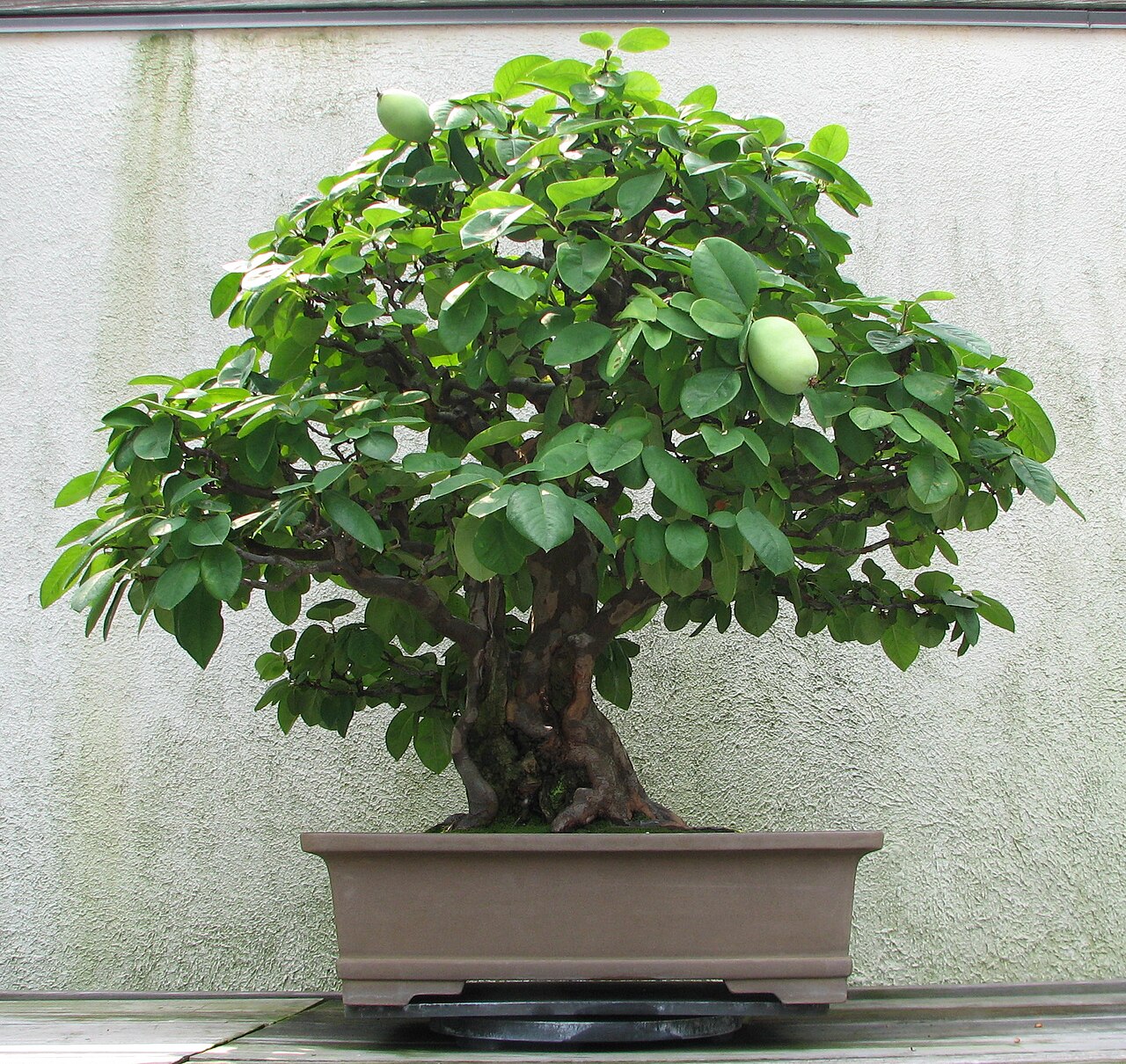 Chinese quince bonsai example