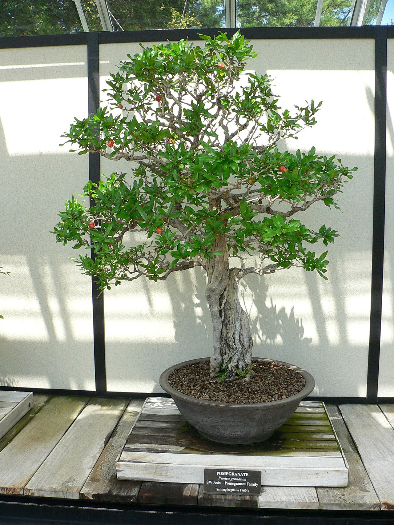 Pomegranate bonsai example; not identified as Nana