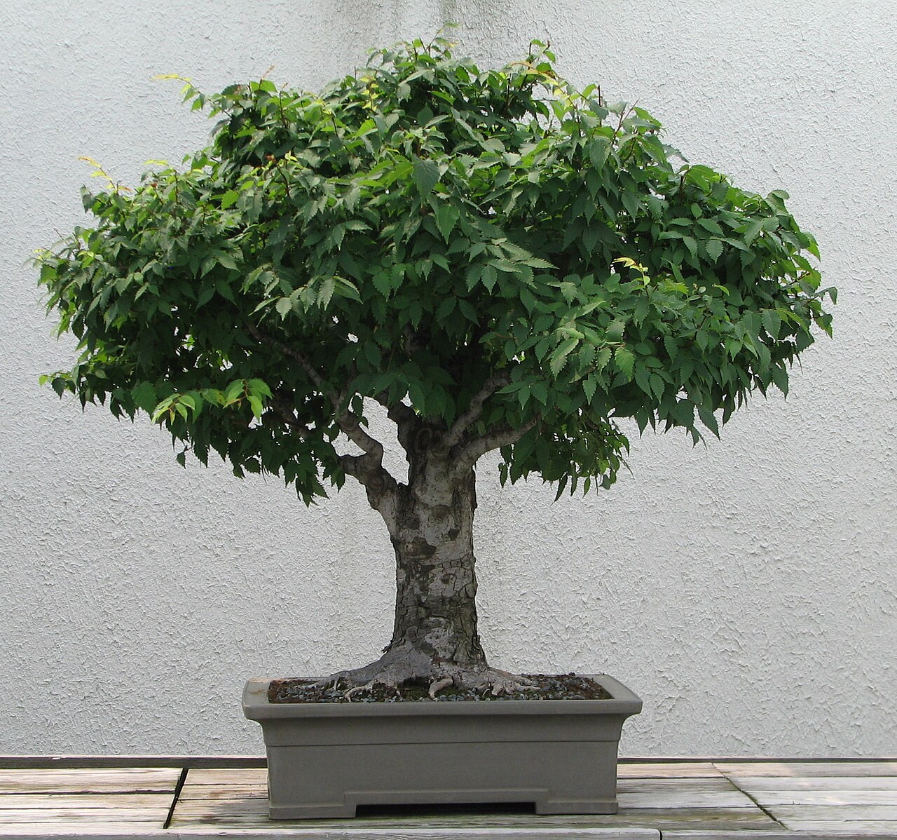 Japanese zelkova bonsai example
