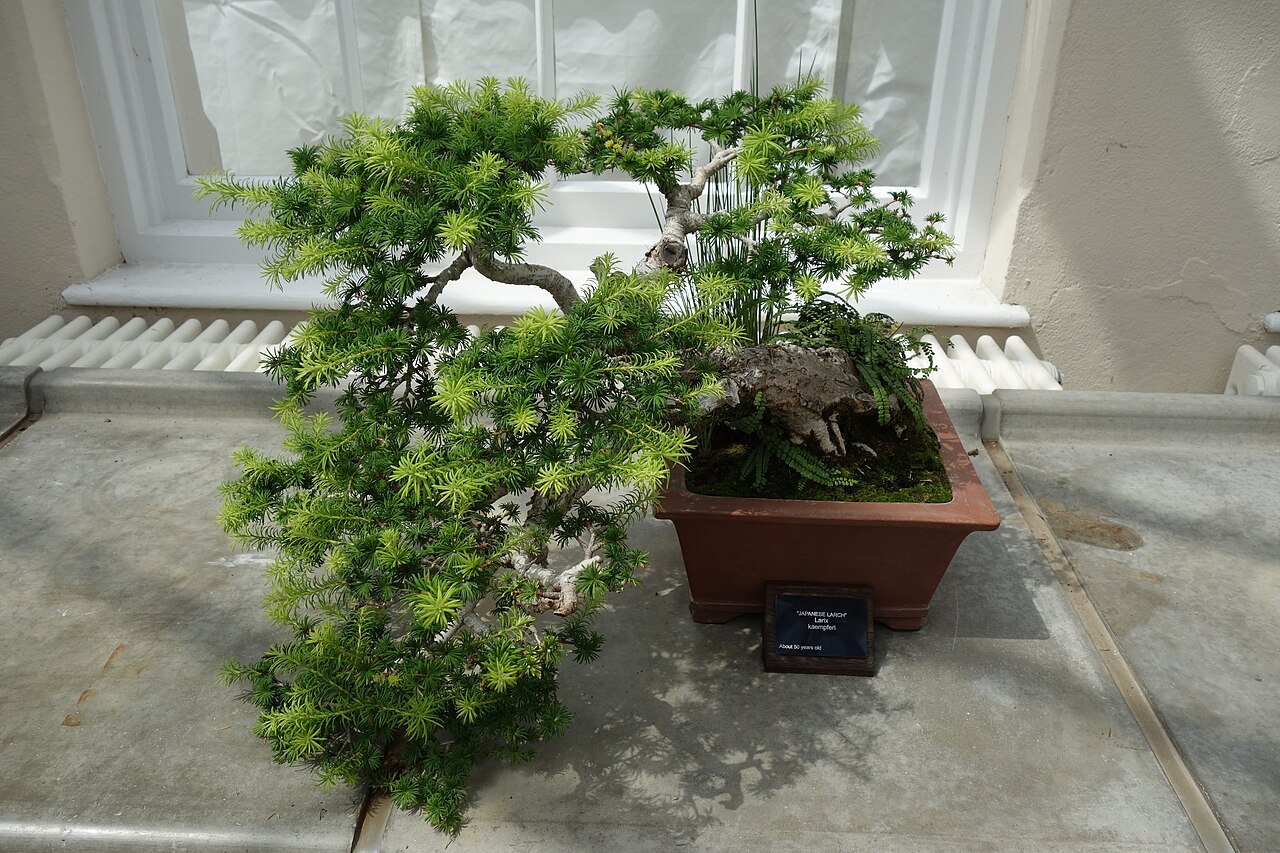 Japanese larch bonsai example