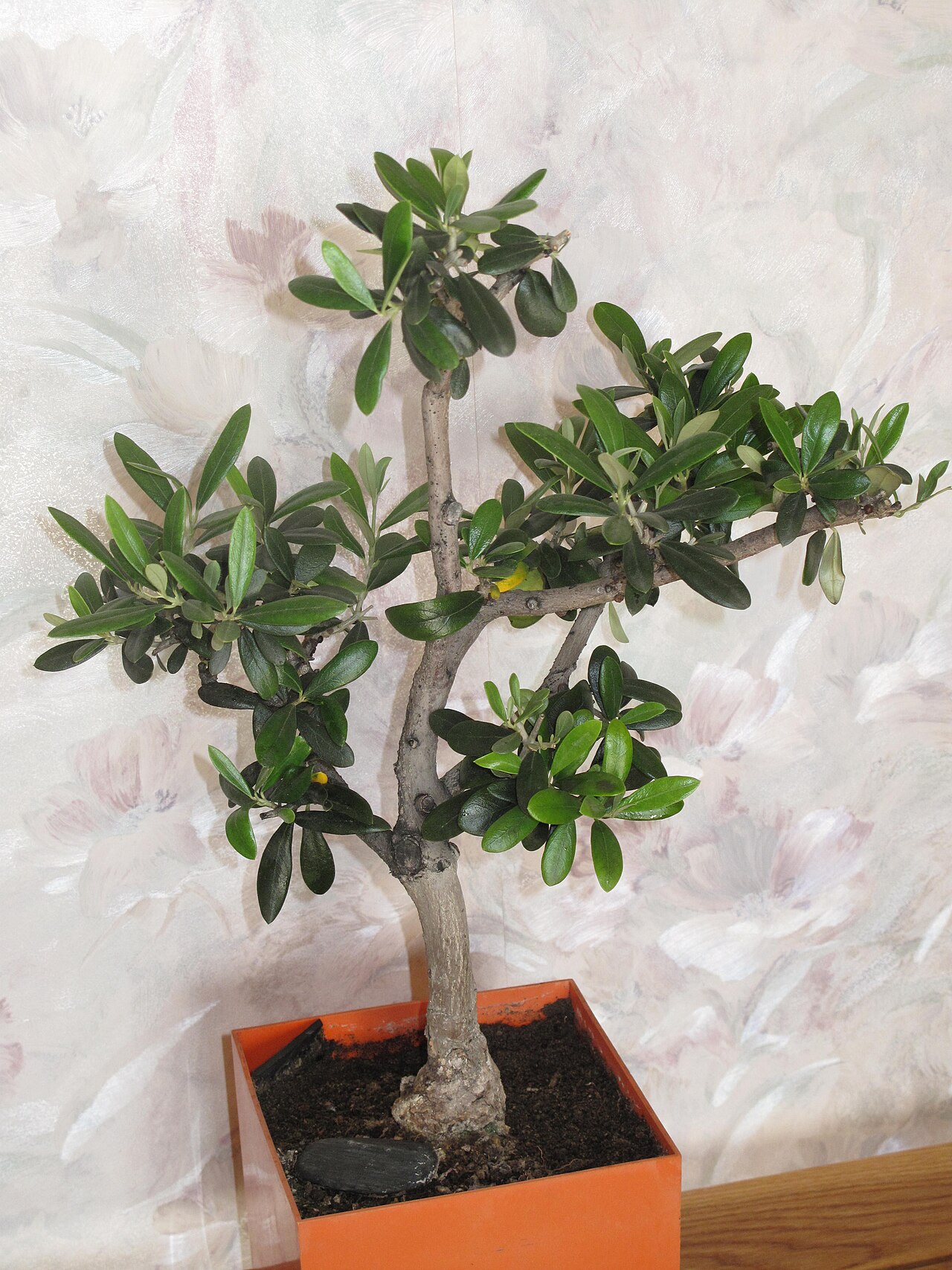 Olive bonsai example