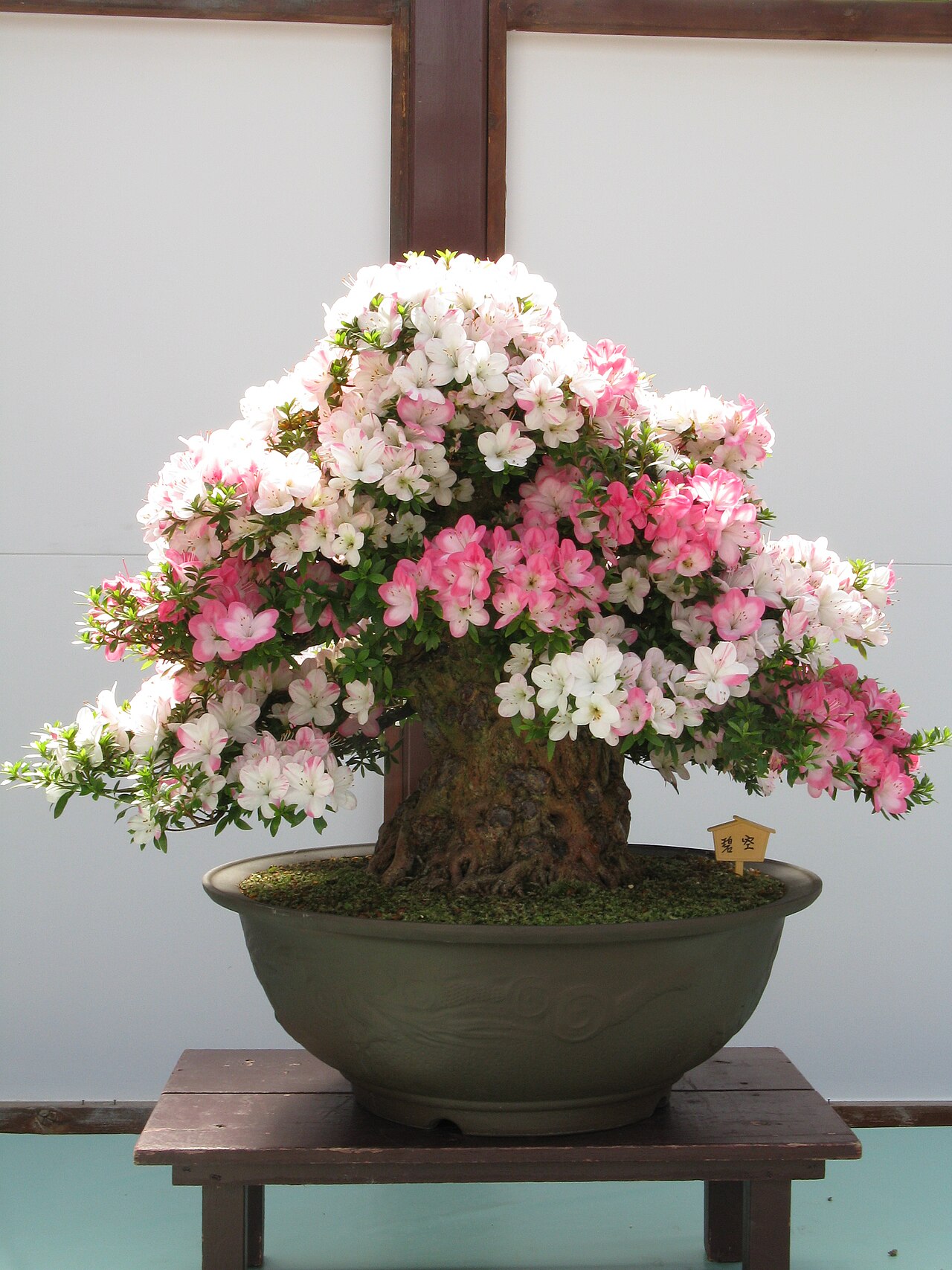 Satsuki azalea bonsai example; cultivar unspecified
