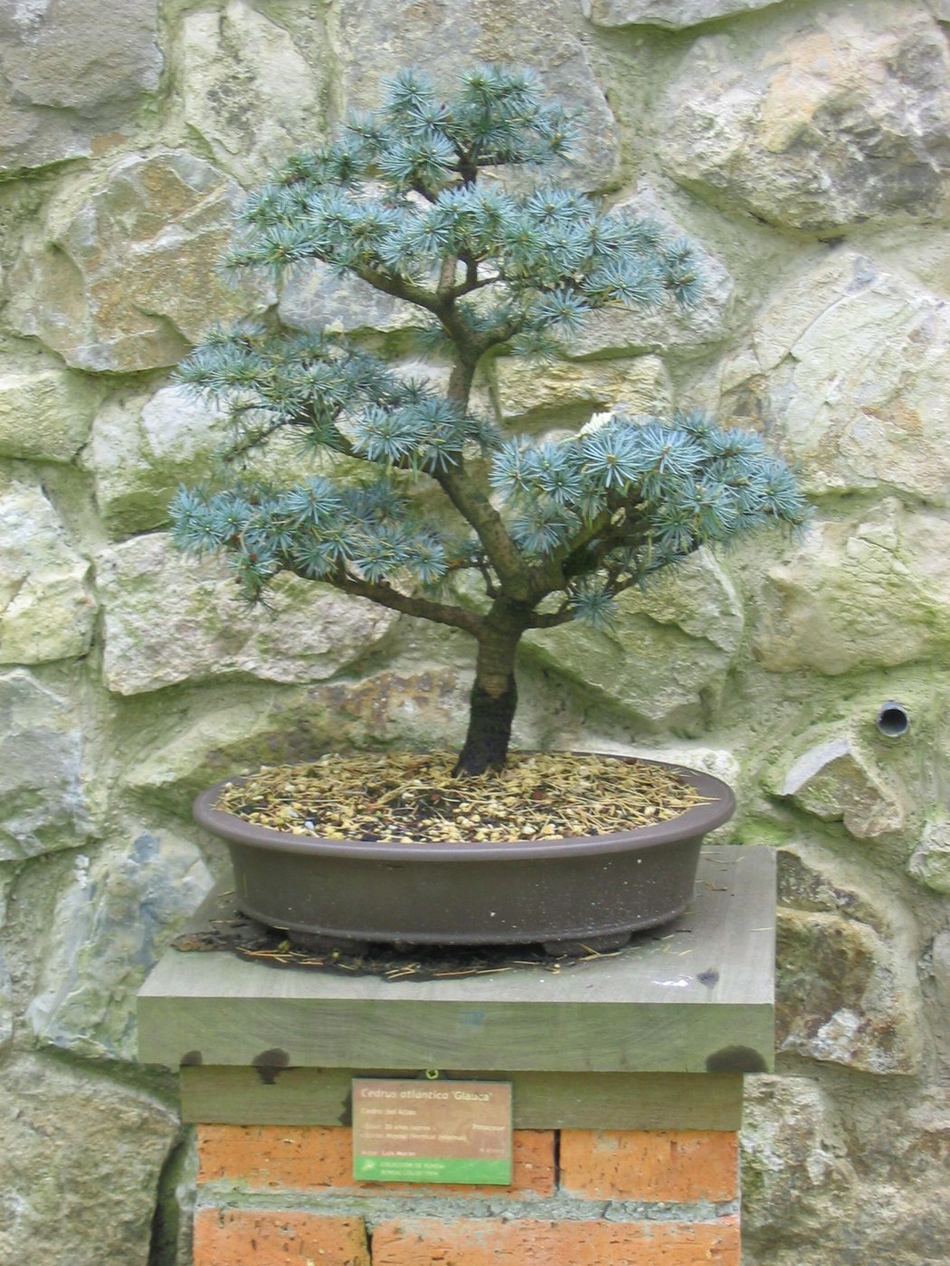 Blue Atlas cedar bonsai, Cedrus atlantica ‘Glauca’.