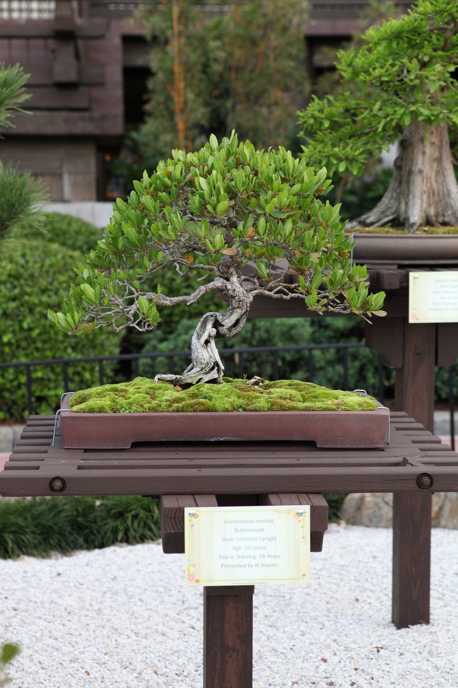 Buttonwood bonsai, Conocarpus erectus, displayed at Epcot in 2016.