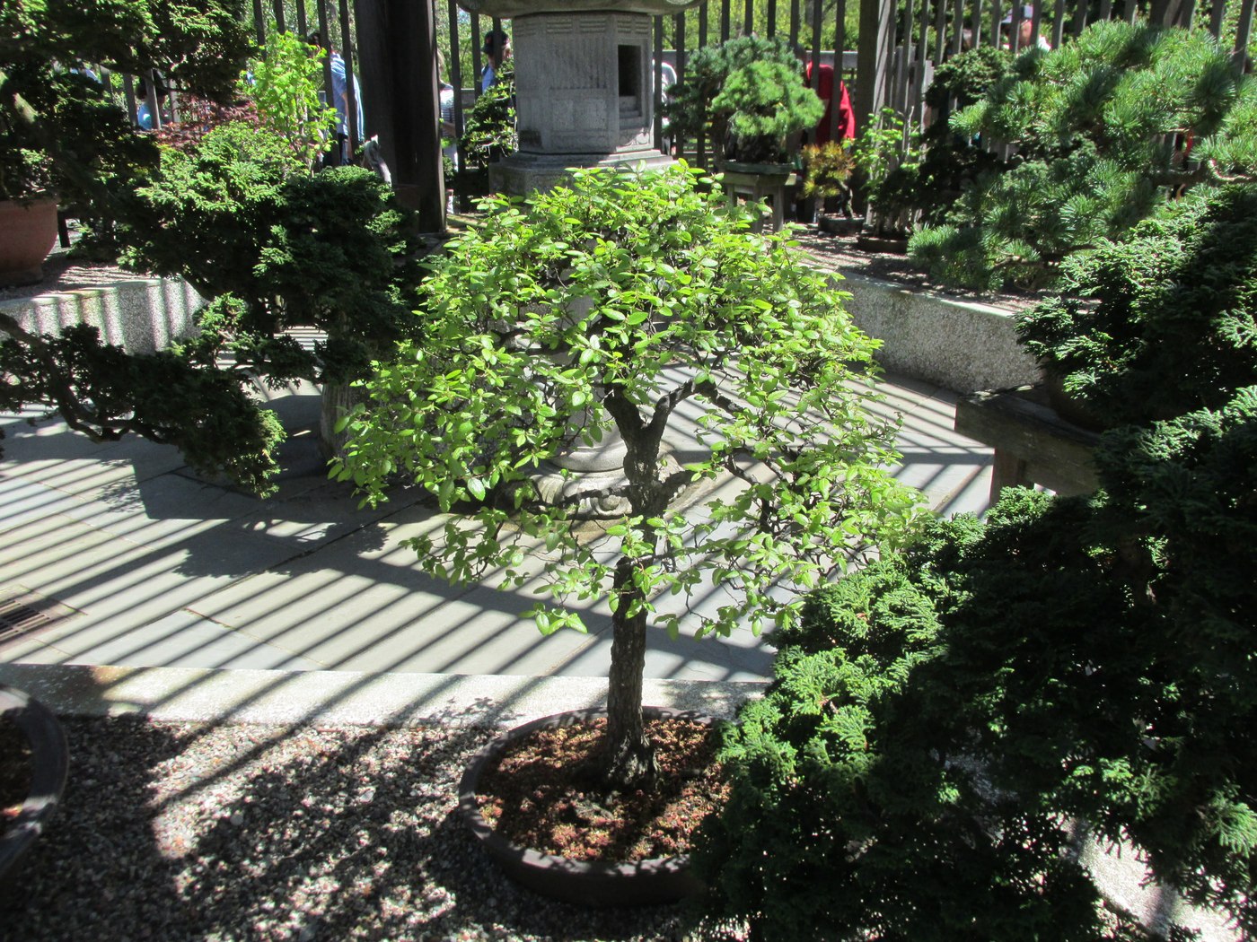 Cedar elm bonsai, Ulmus crassifolia, in the Larz Anderson Bonsai Collection.
