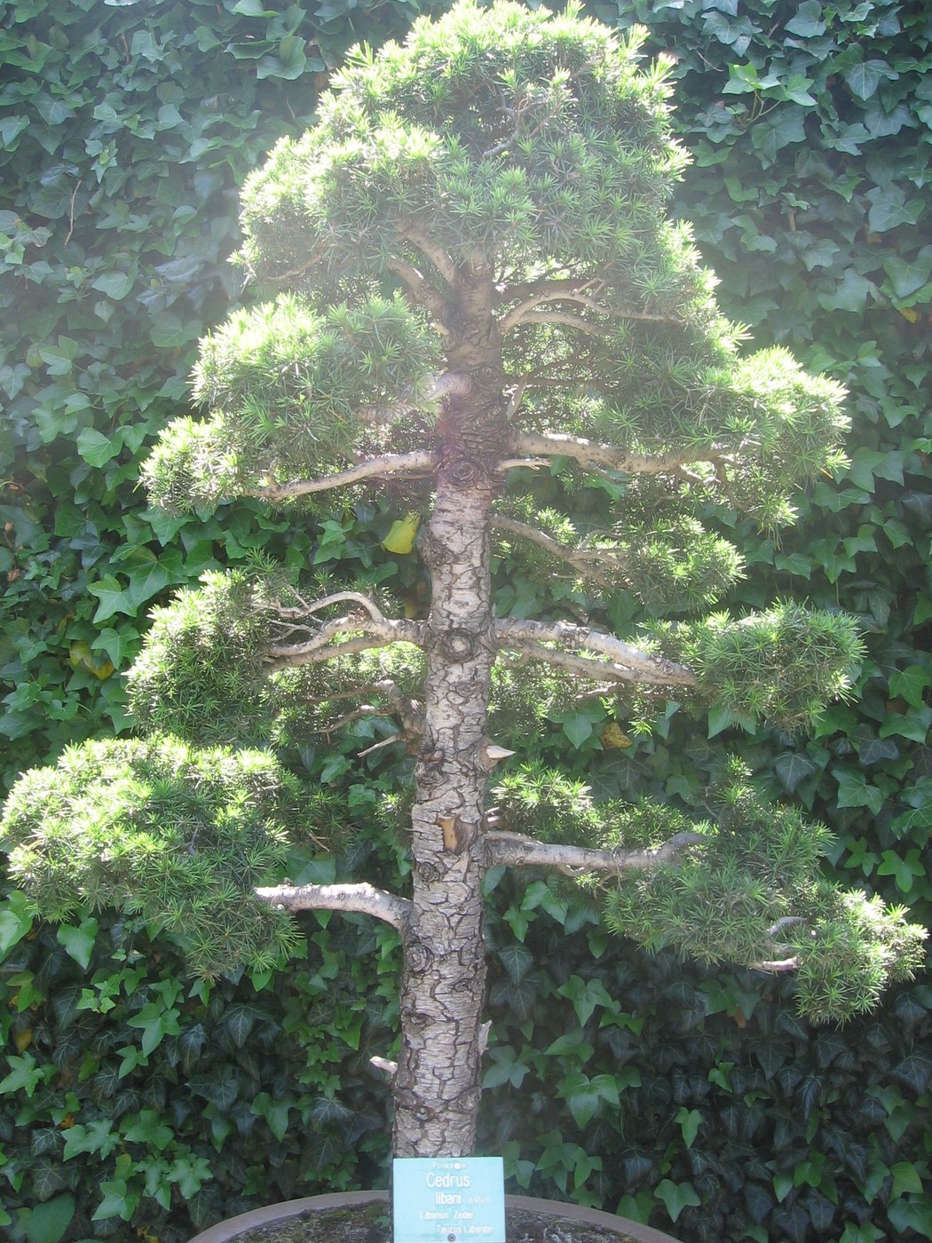 Cedar of Lebanon bonsai, Cedrus libani.
