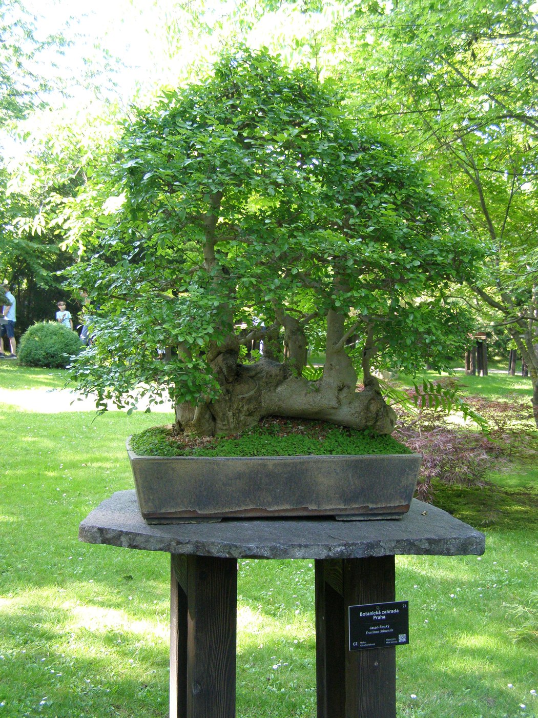 Chinese ash bonsai, Fraxinus chinensis, at Prague Botanical Garden.