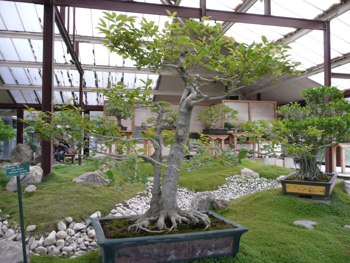 Chinese hackberry bonsai, Celtis sinensis, at Parc floral de Paris.