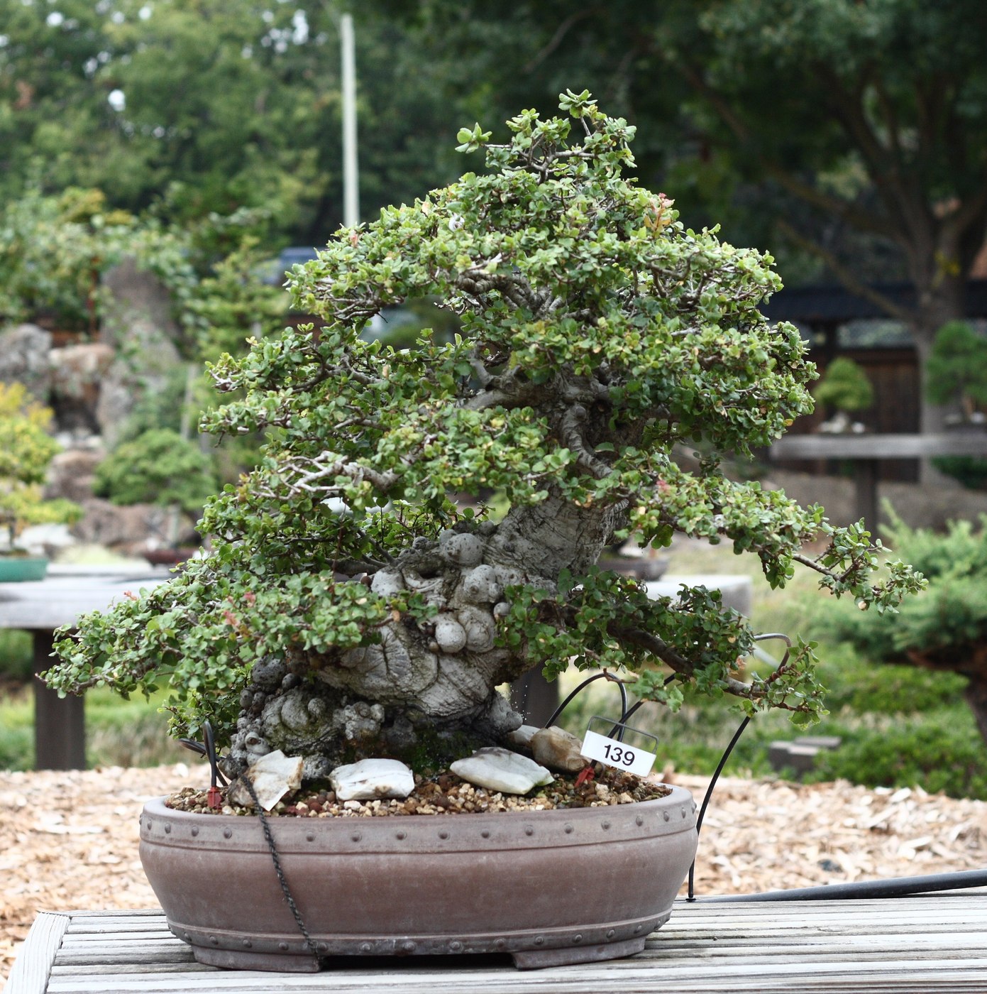 Coast live oak bonsai, Quercus agrifolia, at the Bonsai Garden at Lake Merritt.