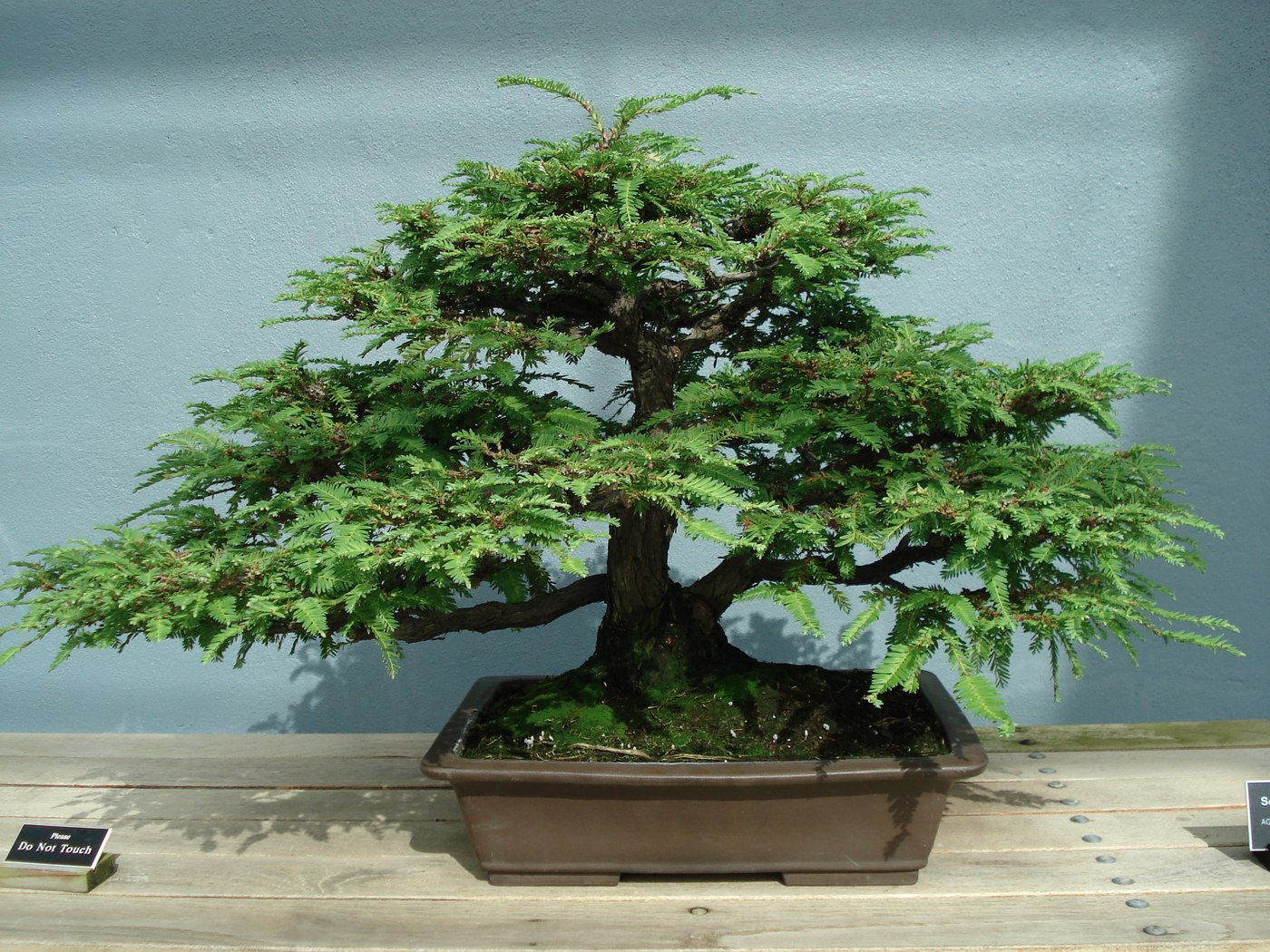 Coast redwood bonsai in informal upright style, Sequoia sempervirens, at Brooklyn Botanic Garden.