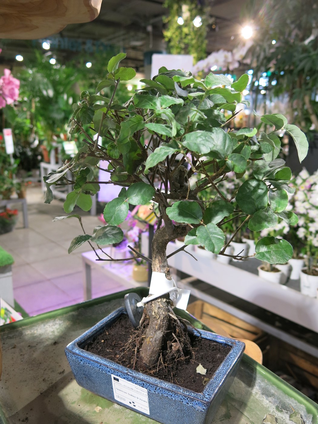 Young cork oak bonsai, Quercus suber.