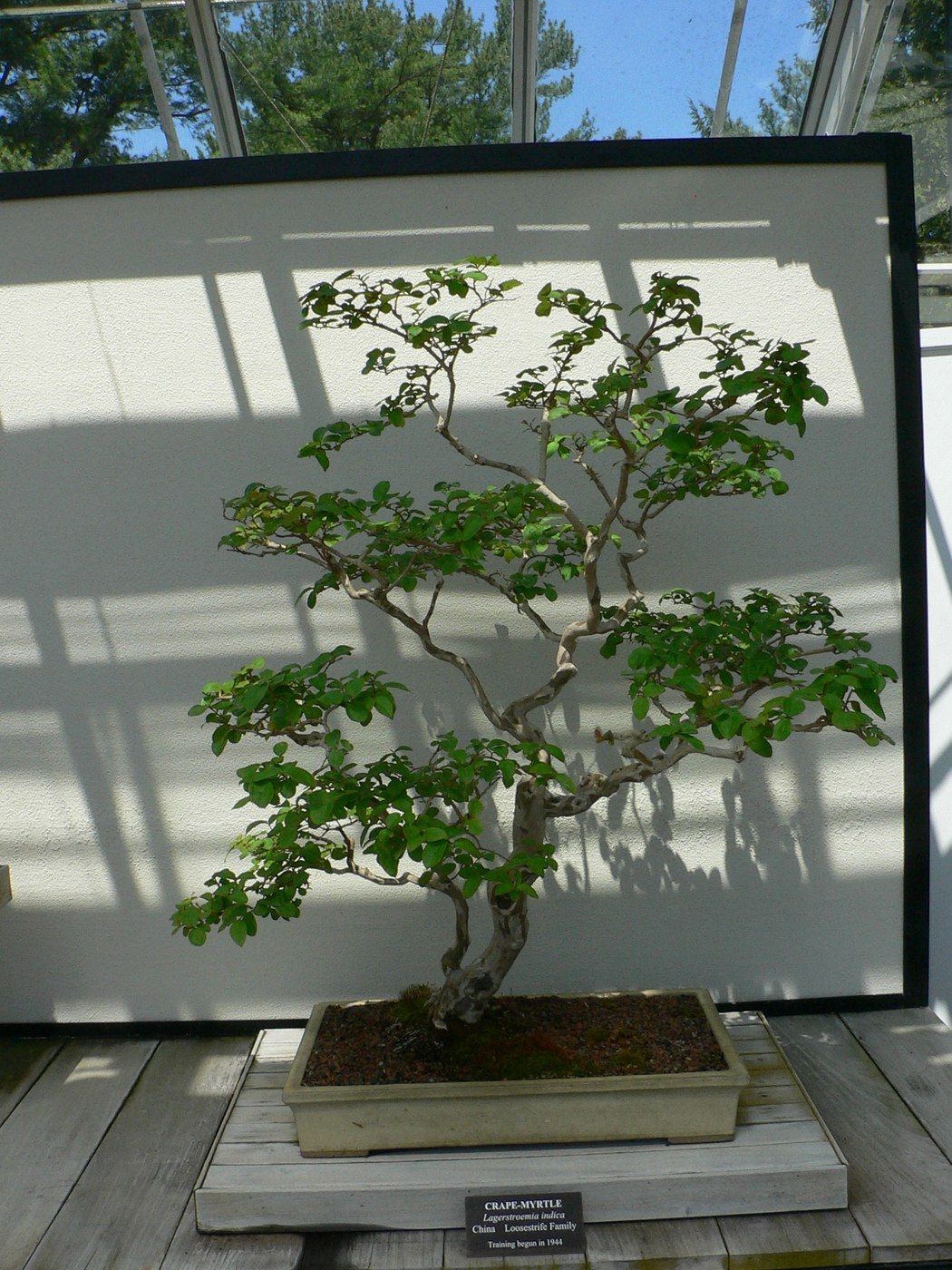 Crape myrtle bonsai, Lagerstroemia indica, at Longwood Gardens.