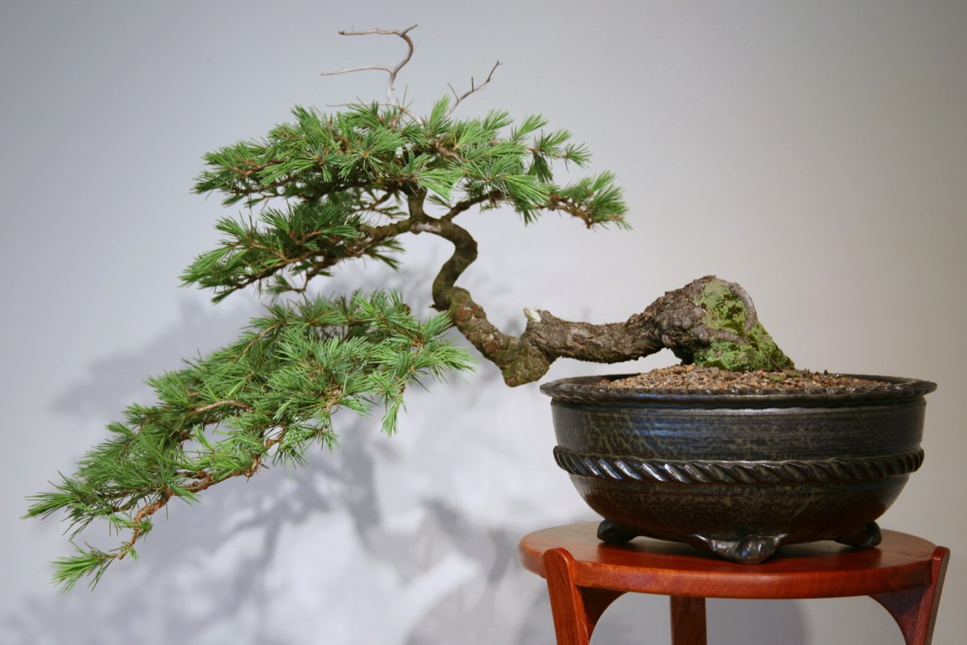 Deodar cedar bonsai in cascade style, Cedrus deodara.