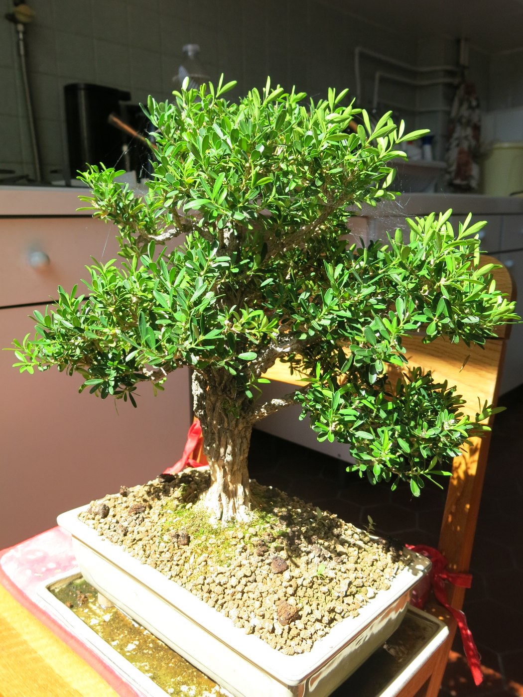 Harland’s boxwood bonsai, Buxus harlandii.