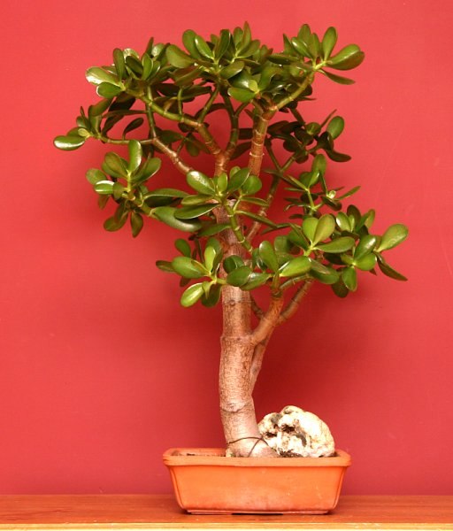 Jade bonsai, Crassula ovata.
