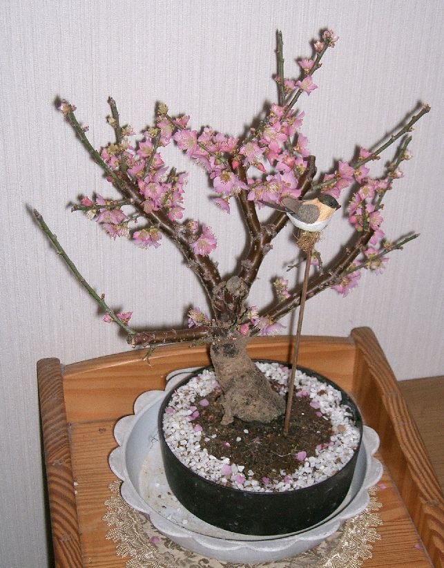 Japanese apricot bonsai, Prunus mume, in flower.