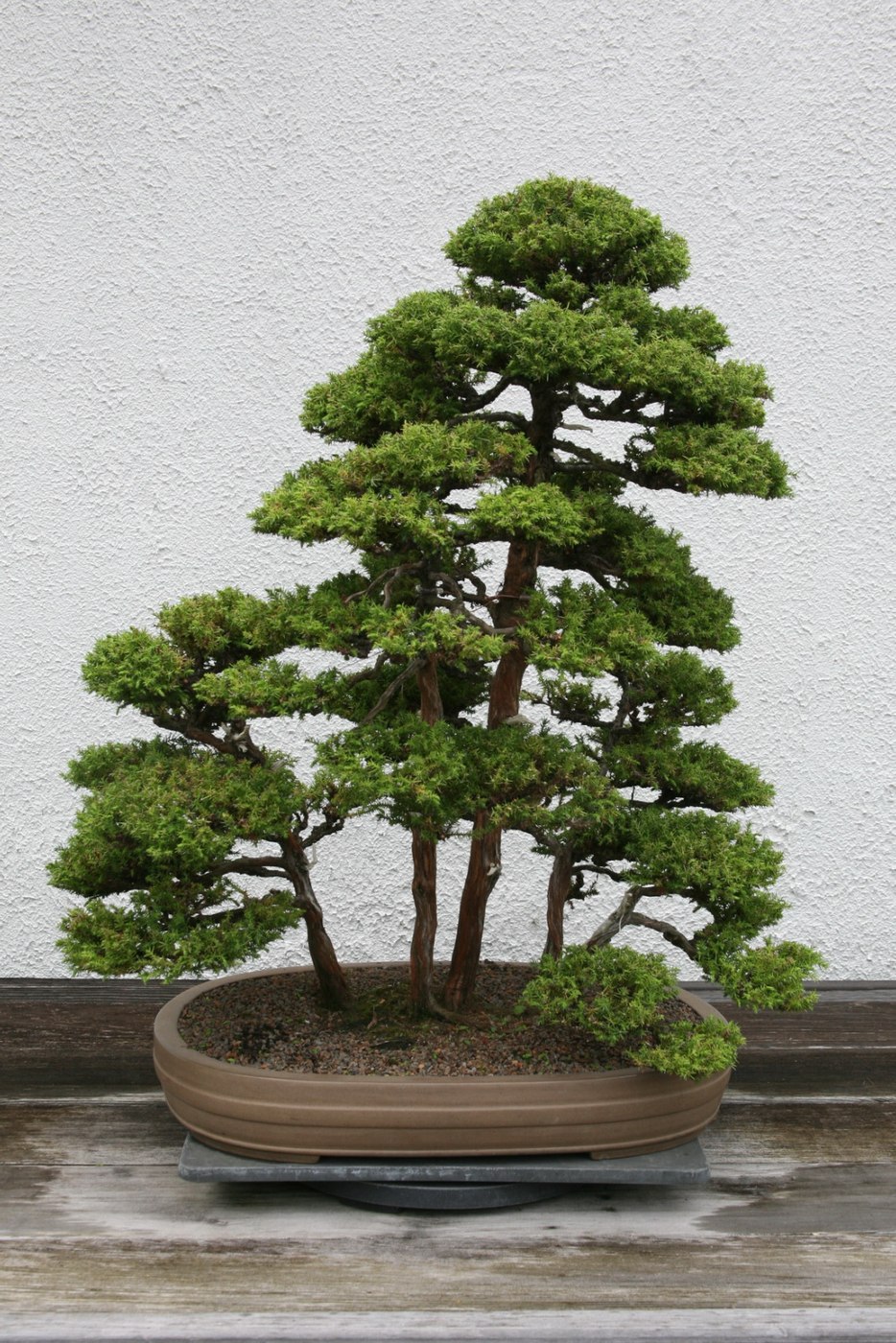 Japanese cedar bonsai, Cryptomeria japonica.