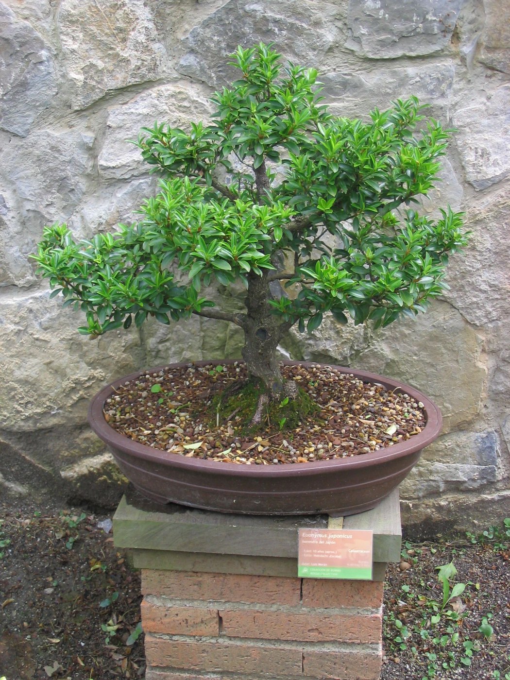 Japanese euonymus bonsai, Euonymus japonicus.