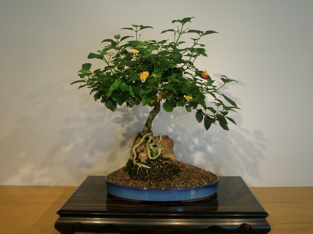 Lantana camara bonsai in root over rock style, courtesy of Bowie Bonsai Club.