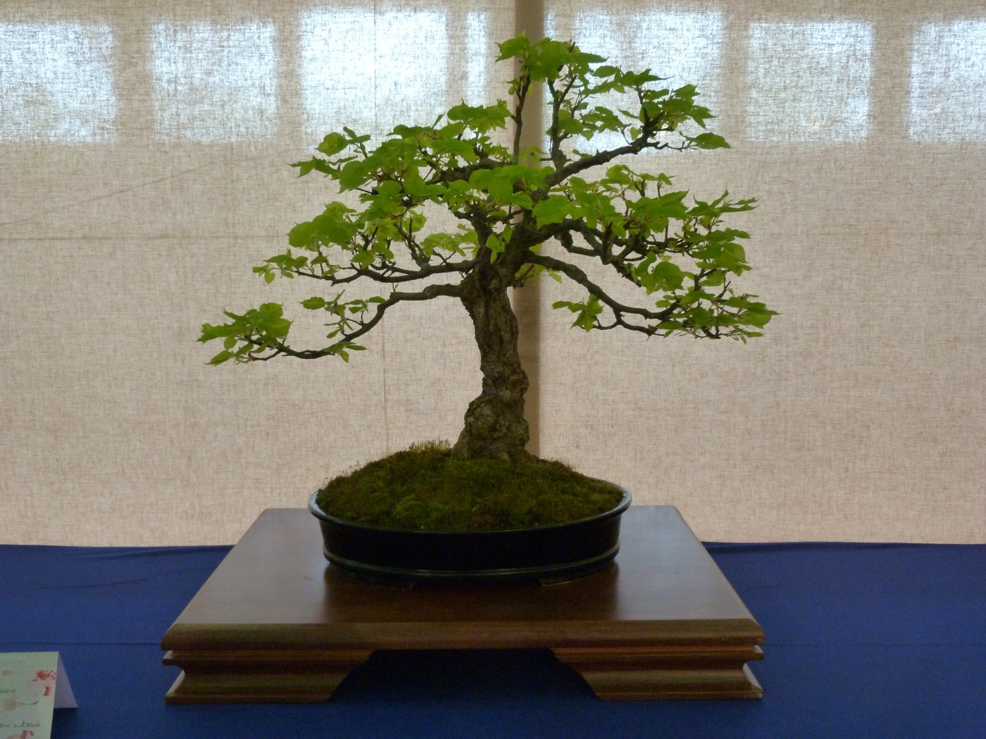 Littleleaf linden bonsai, Tilia cordata, by László Bartusek.