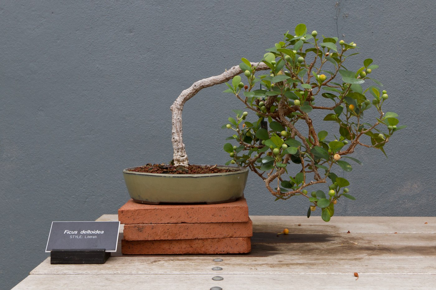 Mistletoe fig bonsai in literati style, Ficus deltoidea, at Brooklyn Botanic Garden.