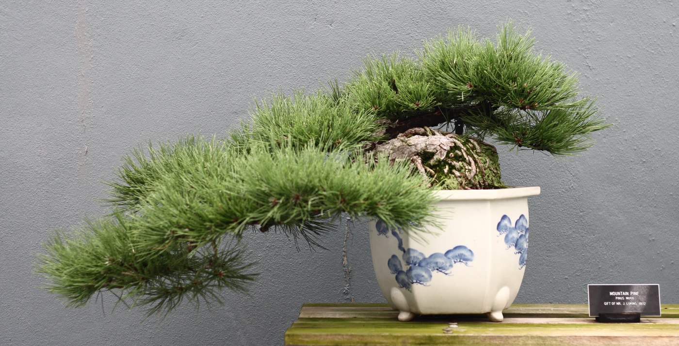 Mugo pine bonsai, Pinus mugo, at Brooklyn Botanic Garden.