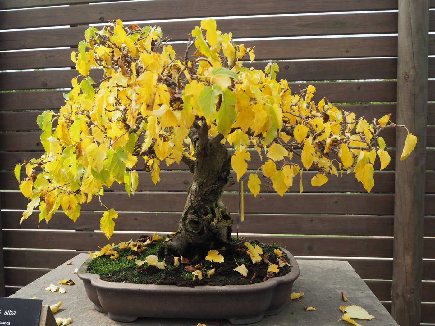 White mulberry bonsai, Morus alba, in autumn color at the Barcelona Botanical Garden.