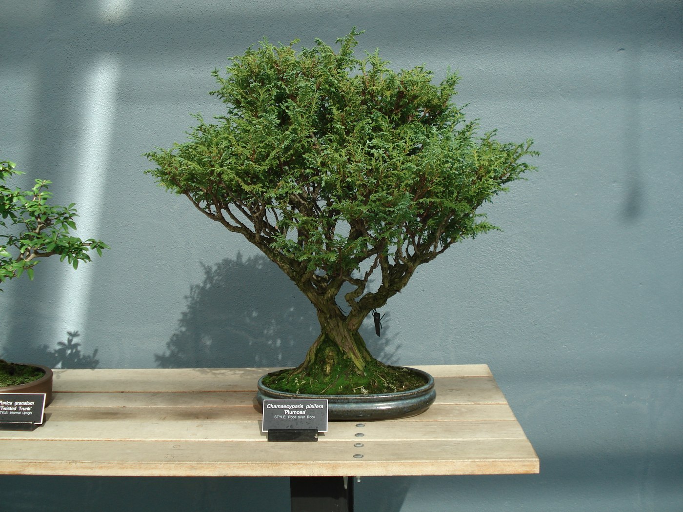 Sawara cypress bonsai in root over rock style, Chamaecyparis pisifera, at Brooklyn Botanic Garden.