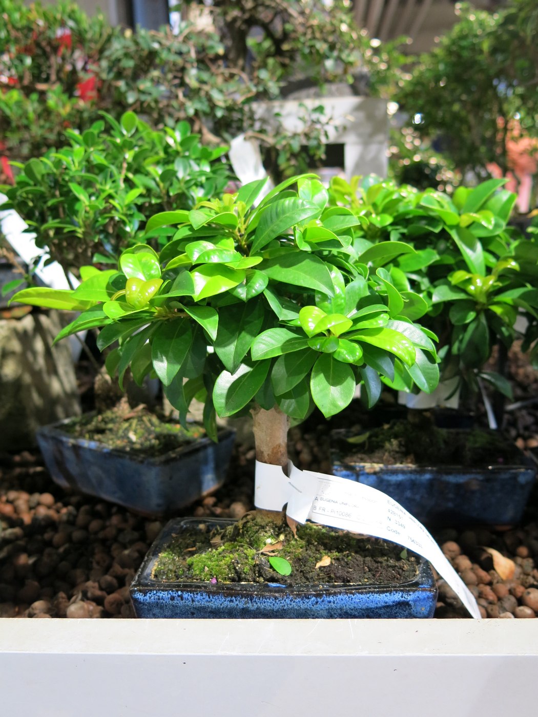 Surinam cherry bonsai, Eugenia uniflora.
