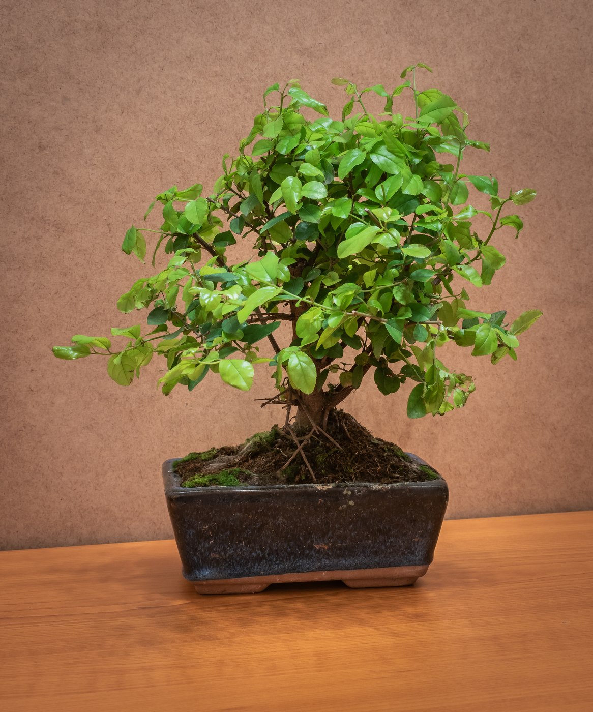 Sweet plum bonsai, Sageretia thea, also known as Sageretia theezans.