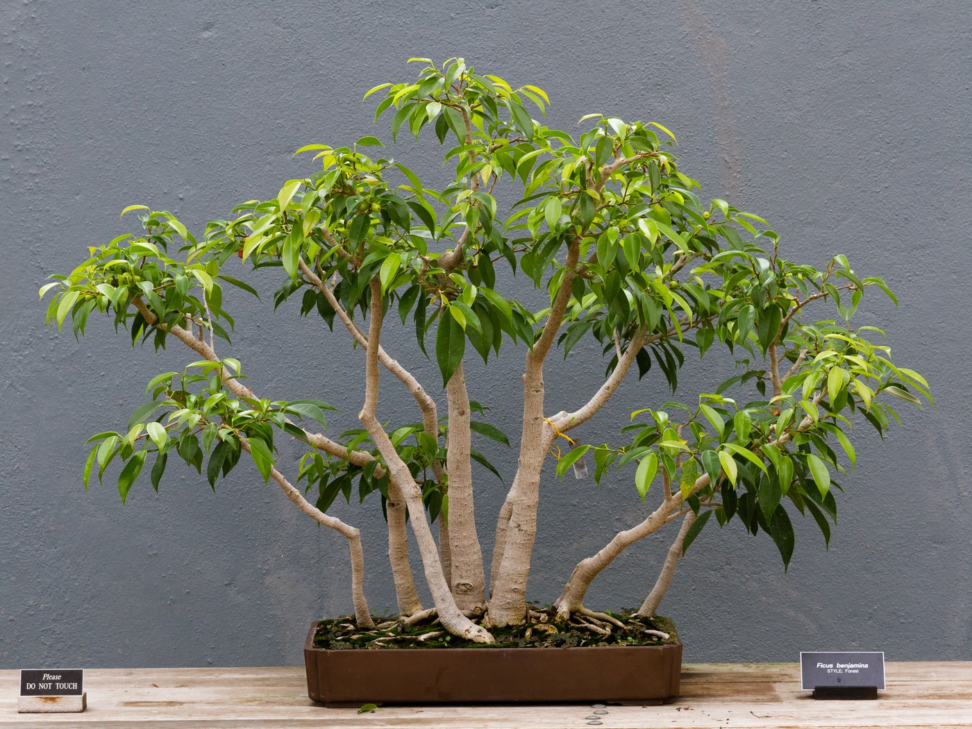 Weeping fig bonsai forest, Ficus benjamina, at Brooklyn Botanic Garden.