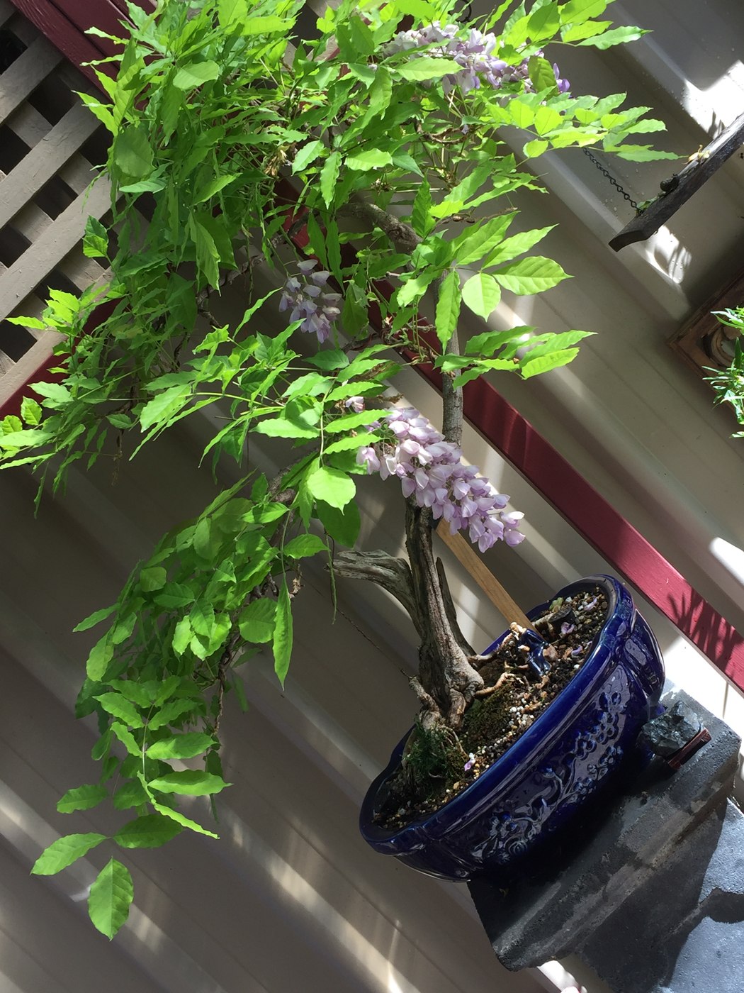 Chinese wisteria bonsai in flower, Wisteria sinensis.