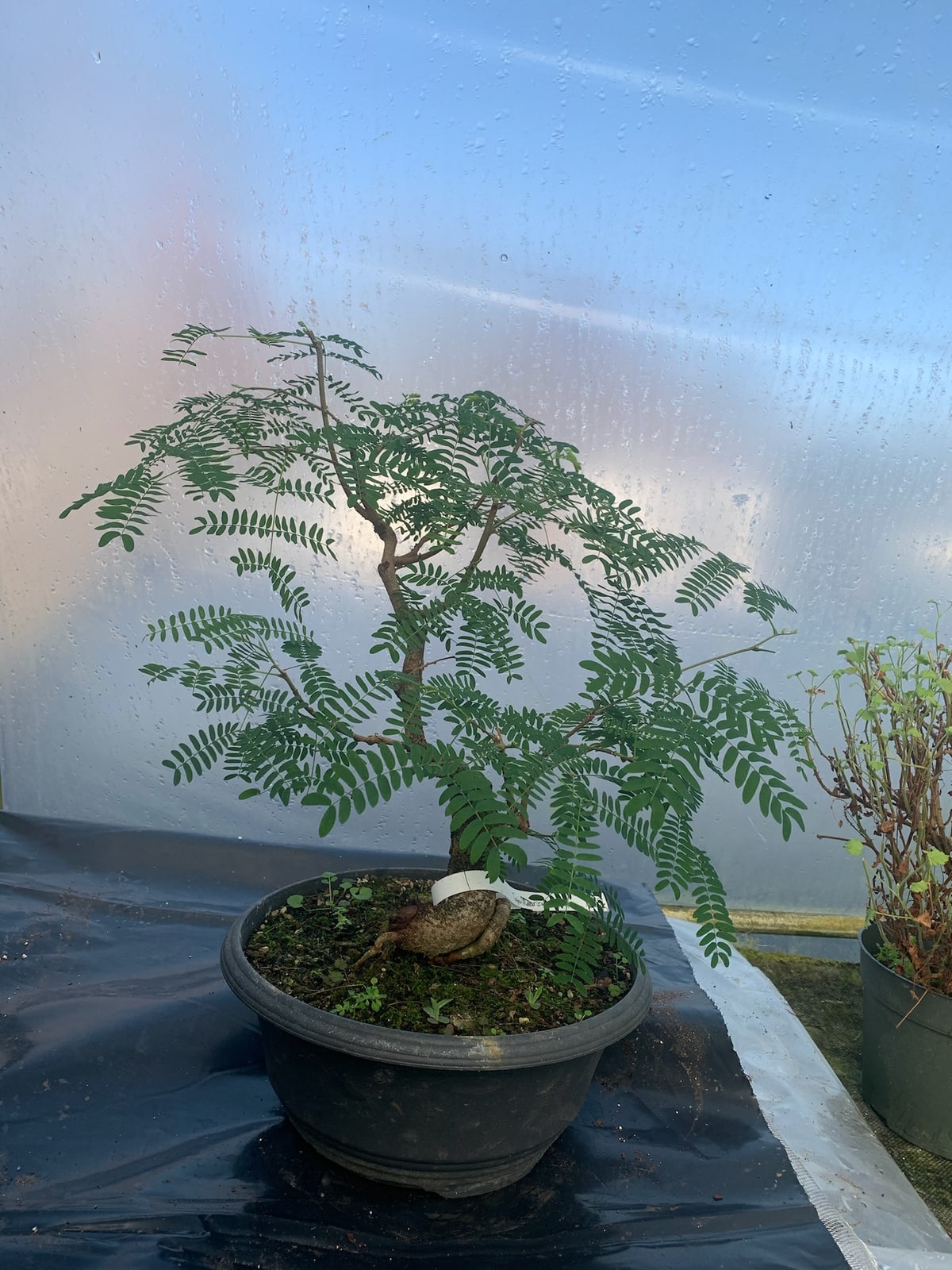 Brazilian Rain Tree at Reminiscent Nursery
