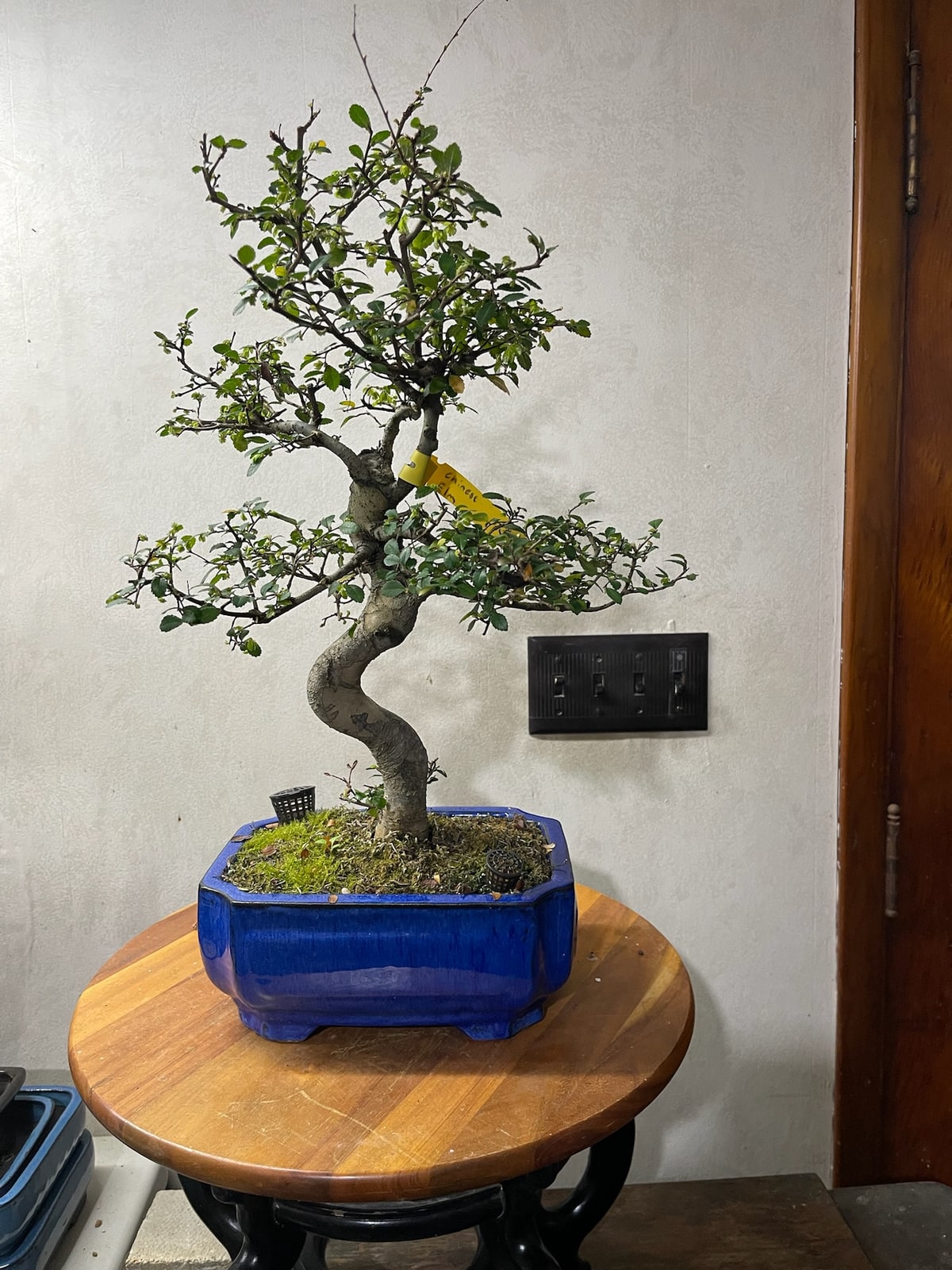 Chinese Elm at Reminiscent Nursery