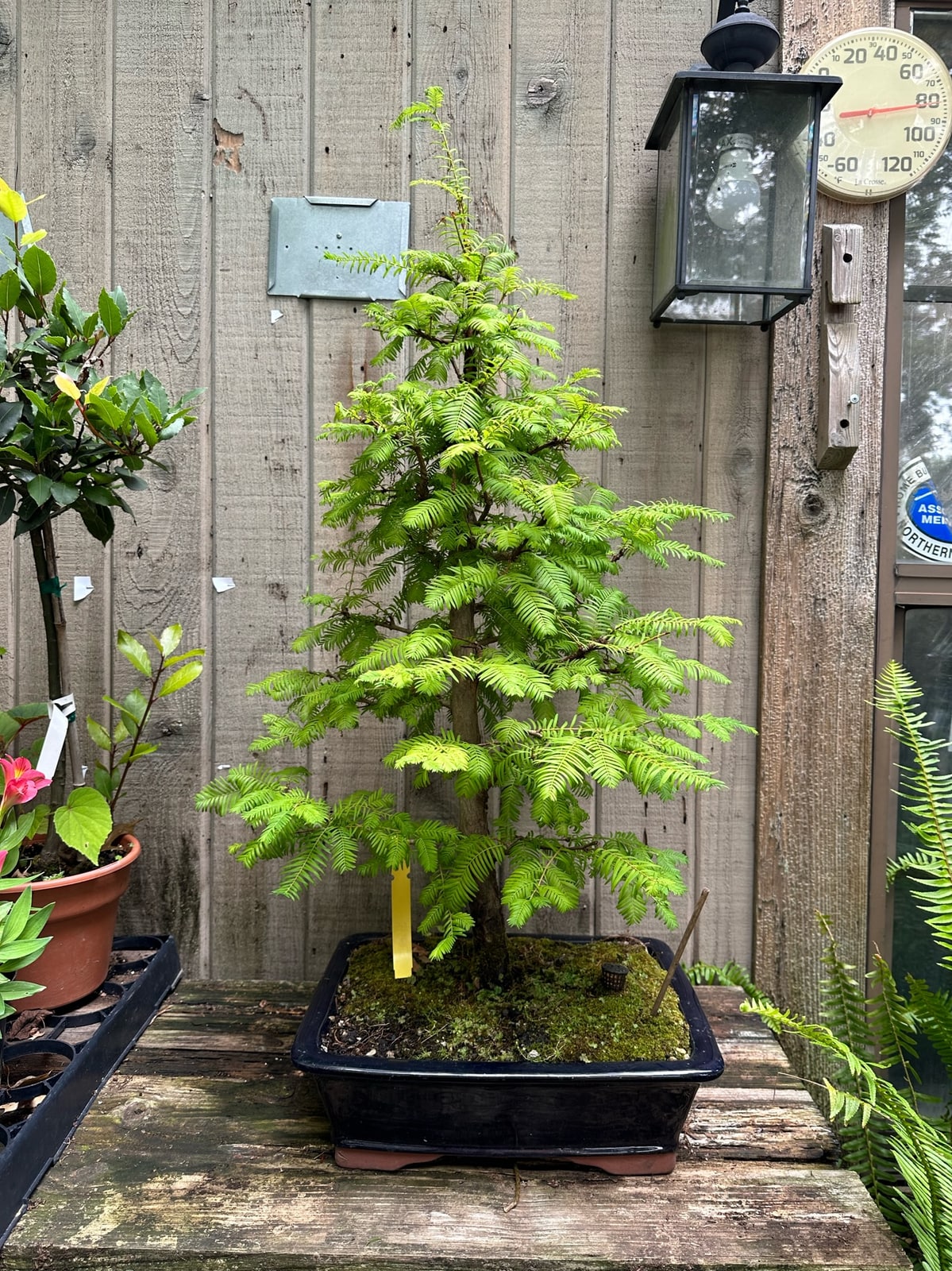 Dawn Redwood at Reminiscent Nursery