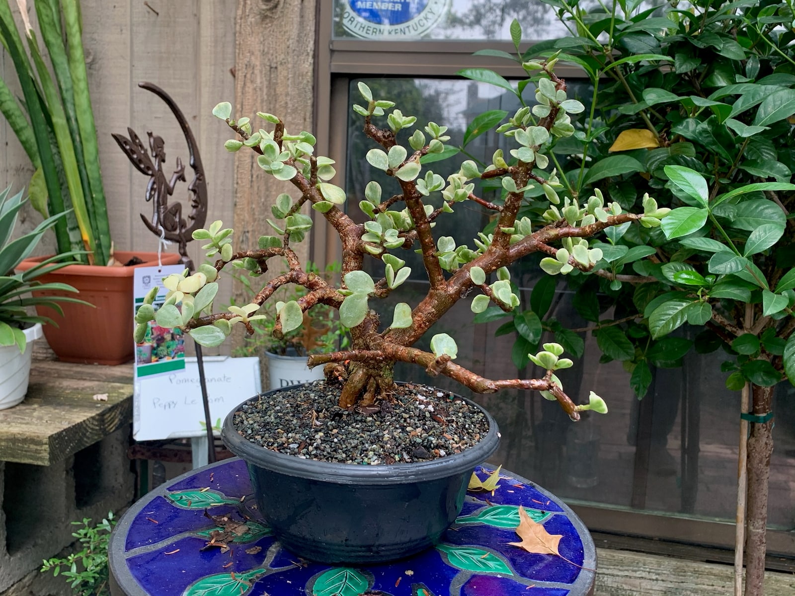 Dwarf Jade at Reminiscent Nursery