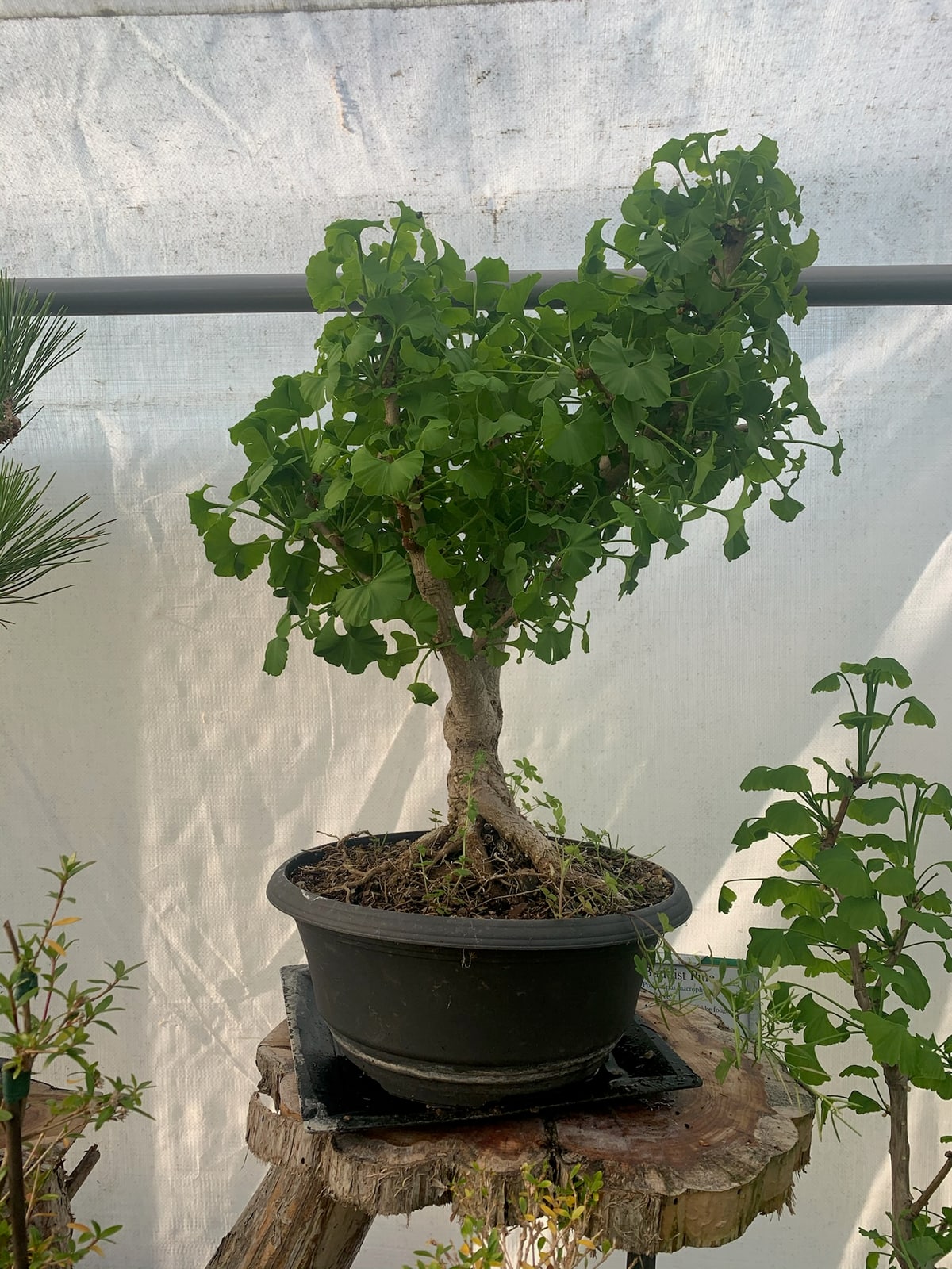 Ginkgo from our nursery photo collection.