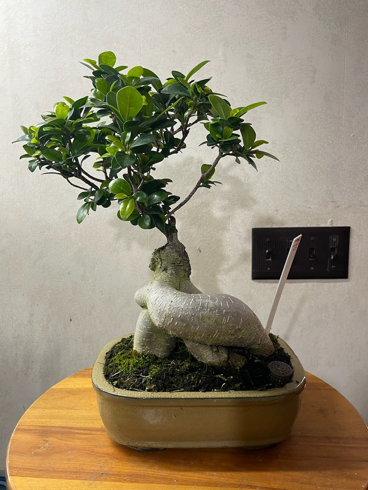 Ginseng Grafted Ficus at Reminiscent Nursery