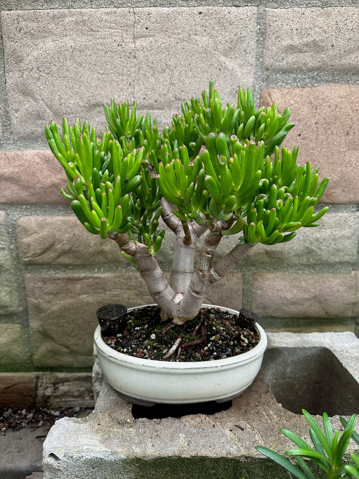 Gollum jade at Reminiscent Nursery