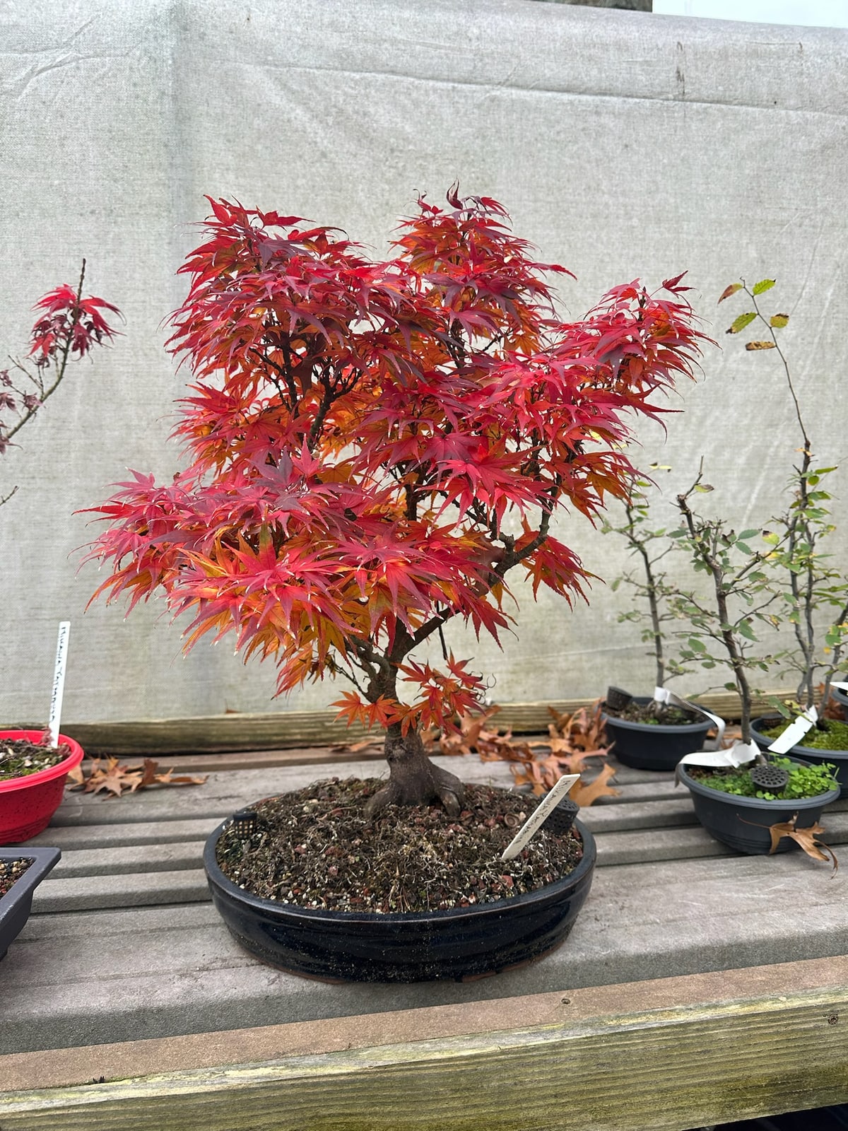 Japanese maple from our nursery photo collection.