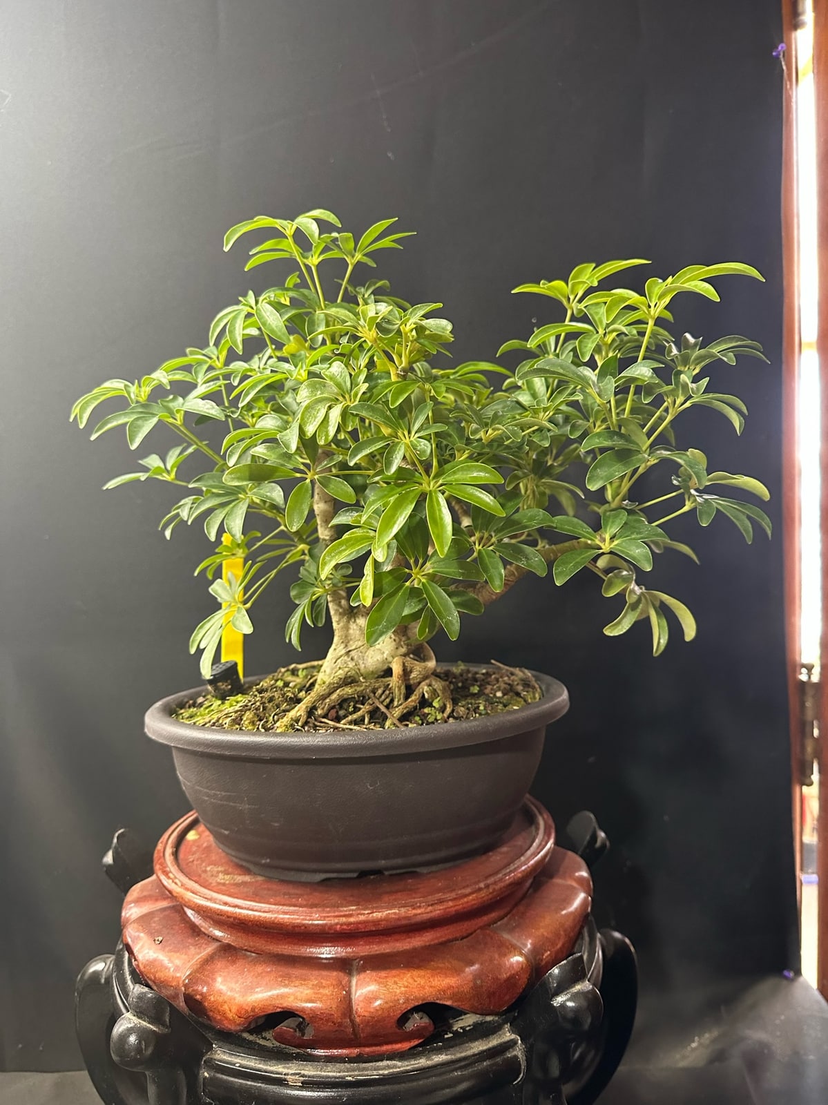 Schefflera from our nursery photo collection.
