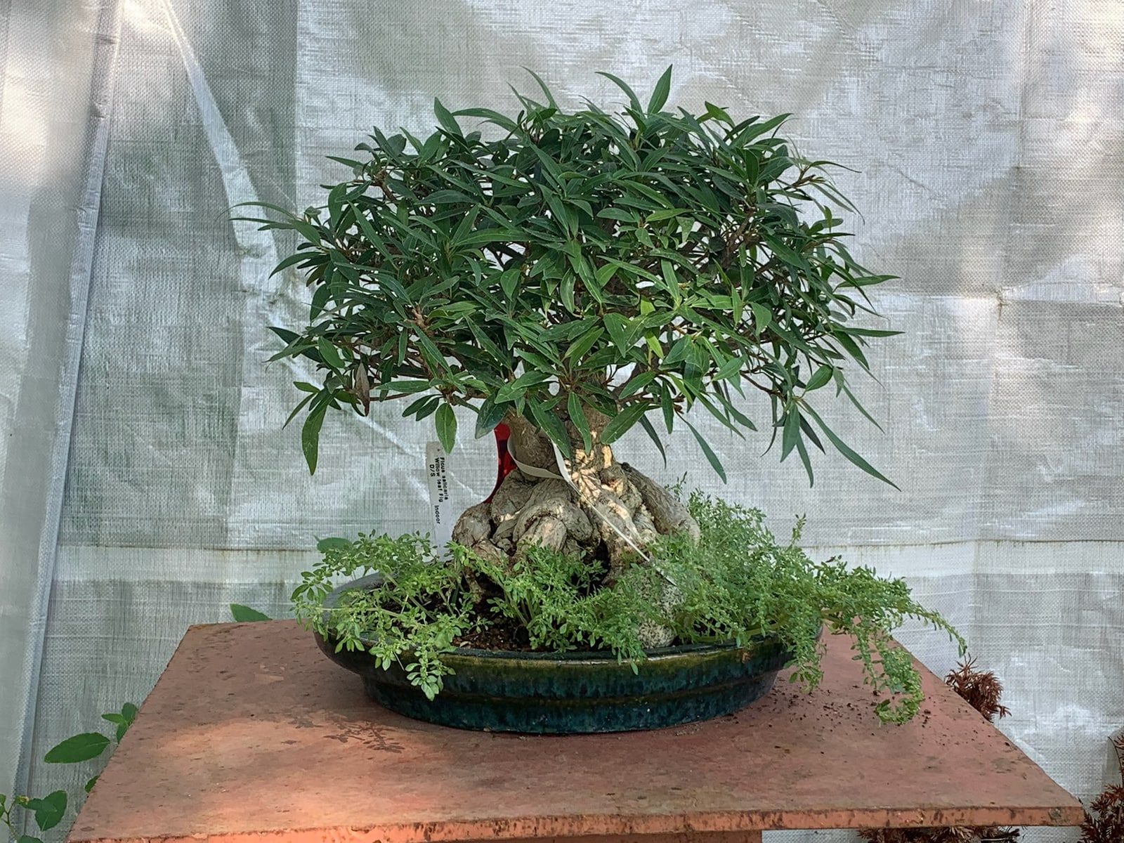 Willow leaf ficus from our nursery photo collection.