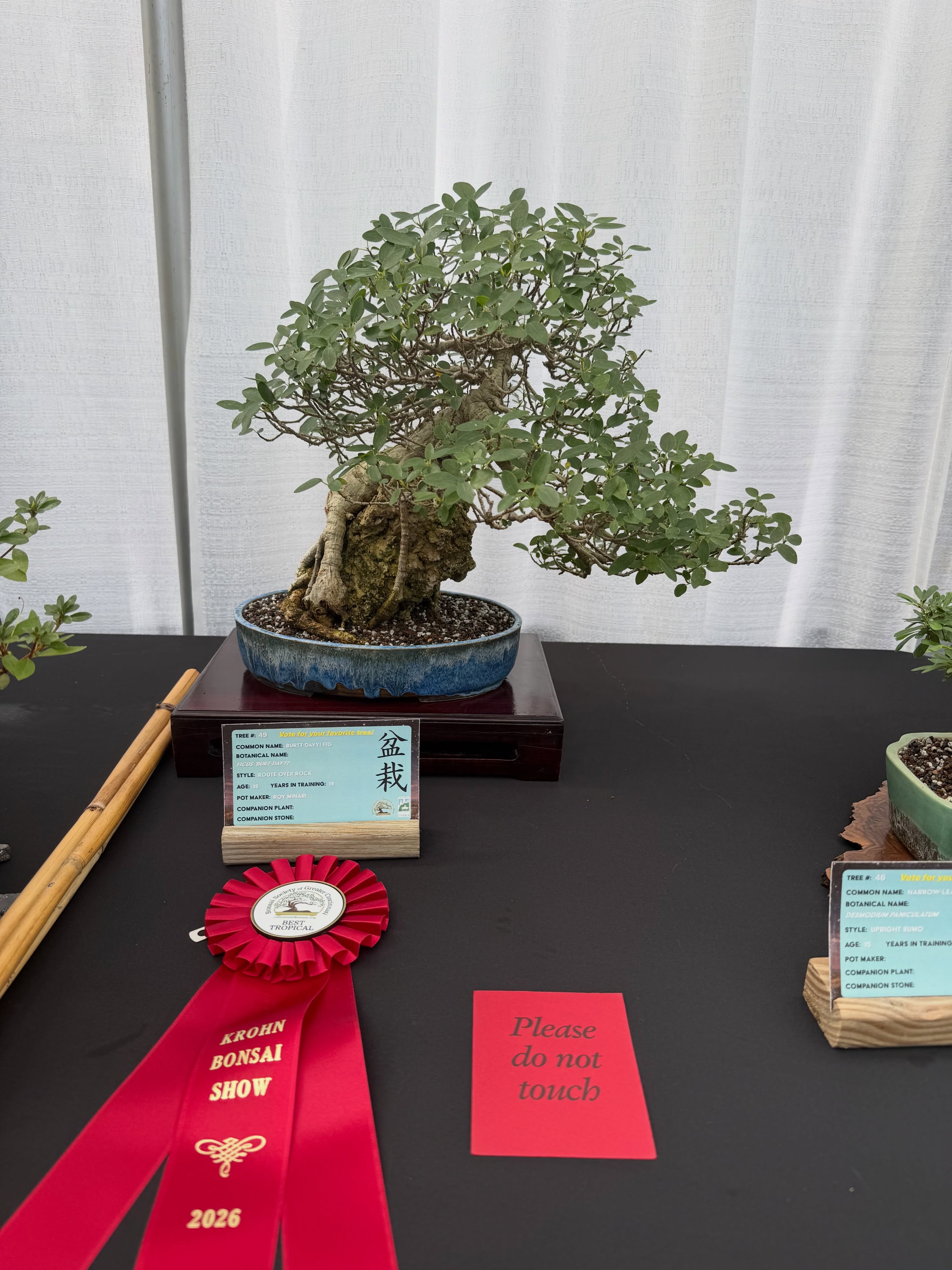 Burtt Davy’s fig from our collection, awarded Best Tropical at the 2026 Cincinnati Bonsai Show.