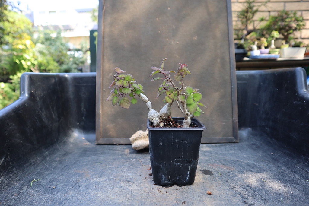 Bonsai mint showing its swollen stems and rounded leaves.