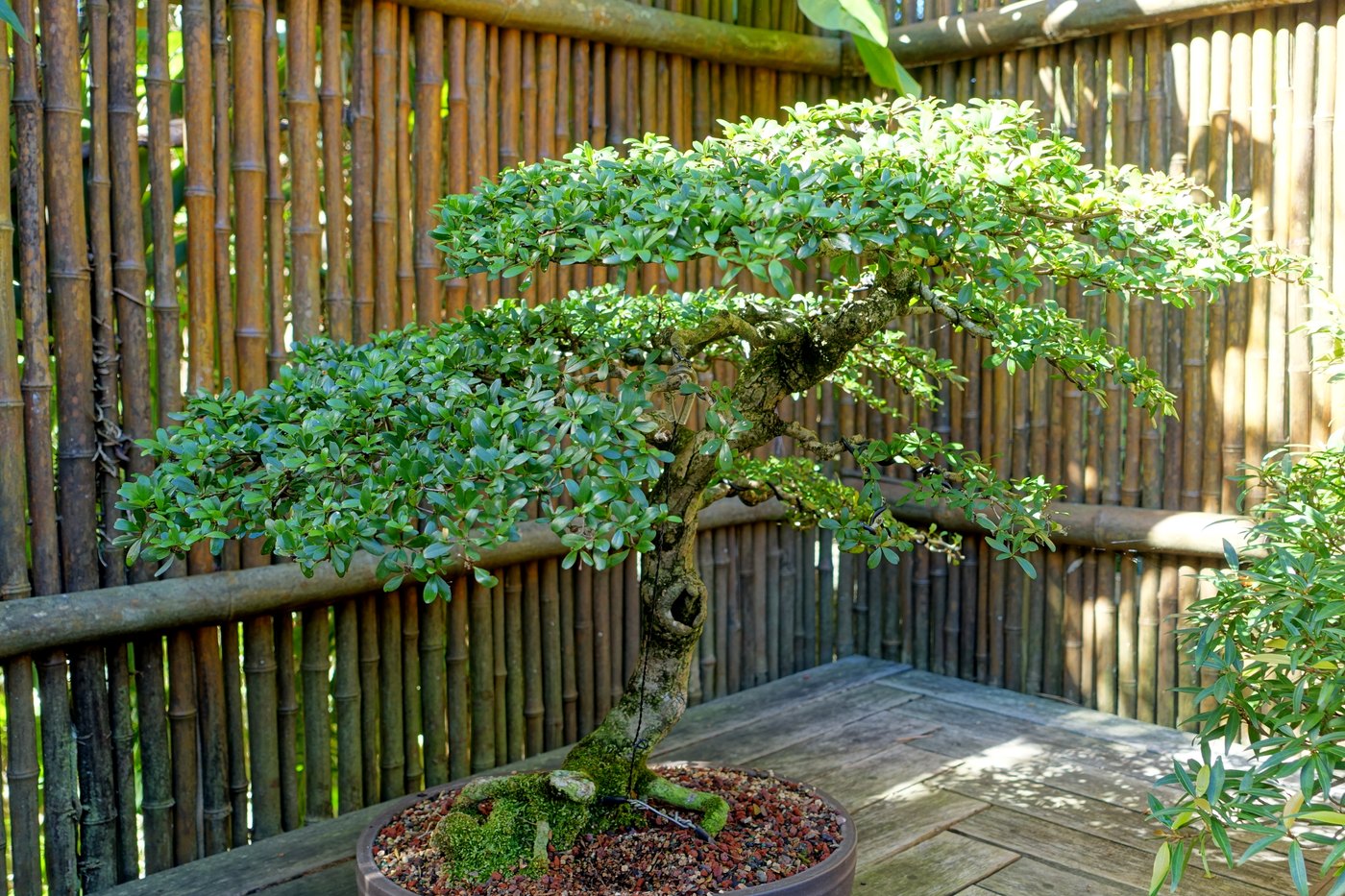 Dwarf black olive bonsai at Marie Selby Botanical Gardens.