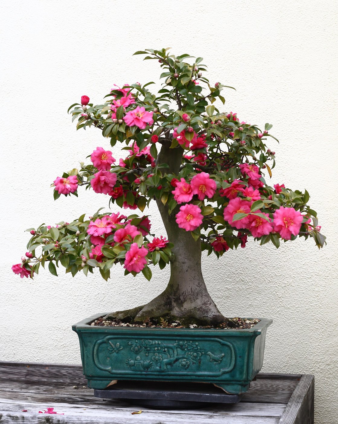 Japanese camellia bonsai in flower at the United States National Arboretum. Cultivar unspecified.