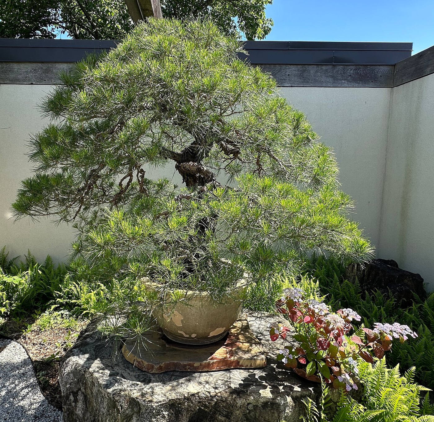 Japanese red pine bonsai at the United States National Bonsai and Penjing Museum.